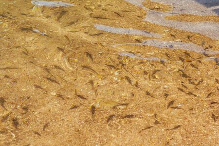 little fishes in the sea with sand bottomの写真素材