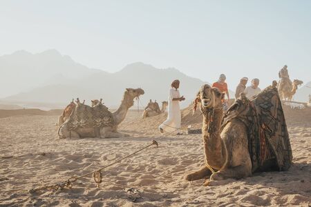 camels caravan sitting on the sand and waiting for a rideの写真素材
