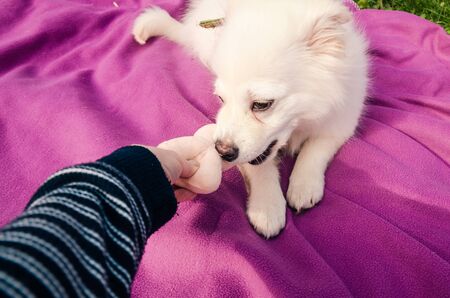 wide view of hand feeding a white dog. animals are friends. taking care of pets conceptの写真素材