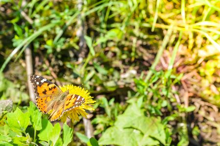 orange butterfly on yellow dandelion close upの写真素材