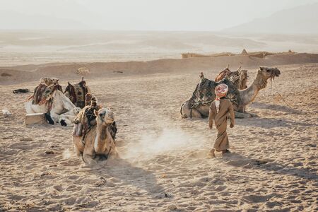 camels sitting on the sand. camel ride in the desertの写真素材