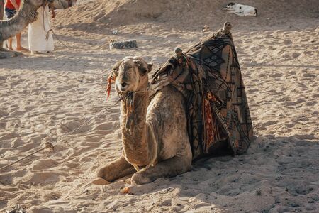 camel sitting on the sand. camel ride in the desertの写真素材