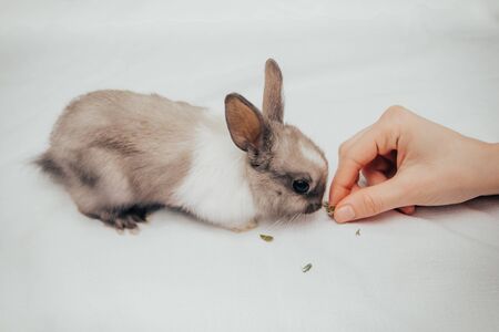 hand feeding a bunny with green herbの写真素材