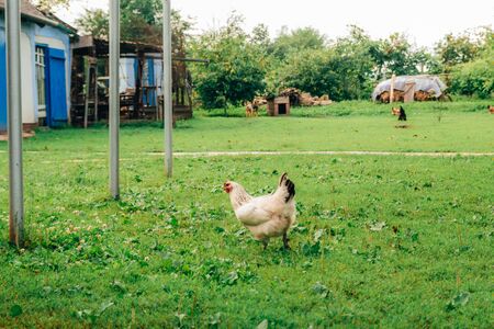 chicken walking in the back yard. countryside lifestyleの写真素材