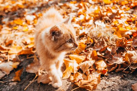 cute orange kitten on autumn leaves backgroundの写真素材