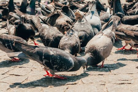 pigeons eating grains on the street. selective focus