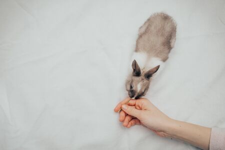 home little bunny smelling hand isolated on yellow backgroundの写真素材