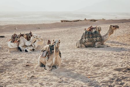 camel sitting on the sand. camel ride in the desertの写真素材