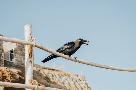 black crow eats bread outside in the parkの写真素材