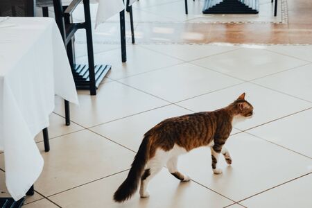 cat begs for food at a restaurant
