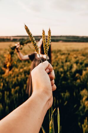 green wheat in male hand with meadow on blurry backgroundの写真素材