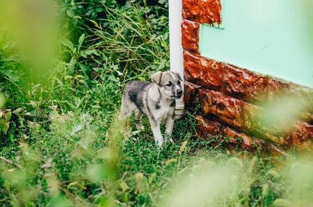 close up view of barking dog near the houseの写真素材