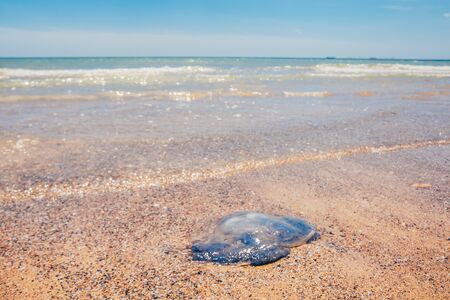 dead Rhopilema nomadica jellyfish at the sand beachの写真素材