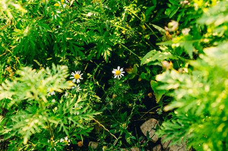 chamomile on blurry green background of the summer fieldの写真素材