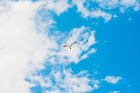 flying stork on blue sky with white clouds background . selective focusの写真素材