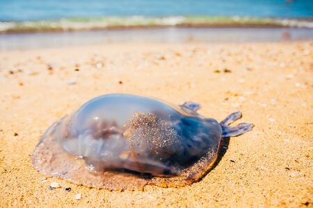 dead Rhopilema nomadica jellyfish at the sand beachの写真素材