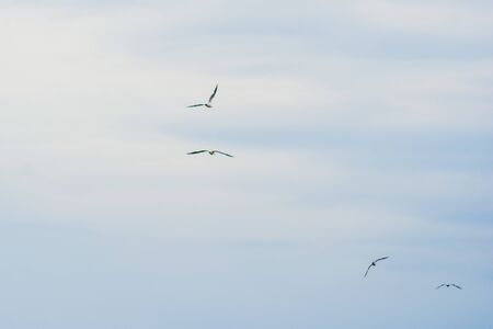 flock of flying seagulls and albatrosses on blue sky with white clouds backgroundの写真素材