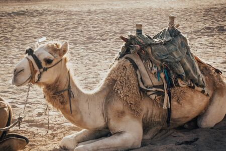 camel sitting on the sand. camel ride in the desertの写真素材