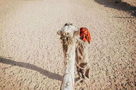 Rear view of a men wearing traditional middle eastern clothes leading a camel in desert. tourist taking a ride on the camel.の写真素材