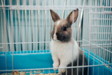 home rabbit trying to escape from the cage. little grey bunny. home pet close up. selective focusの写真素材