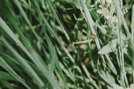 macro view of green grass with a spiderの写真素材