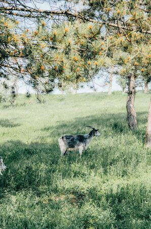 goat grazing in the green field. countryside lifestyleの写真素材