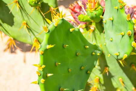 big cacti with spikes and flowers close up viewの写真素材