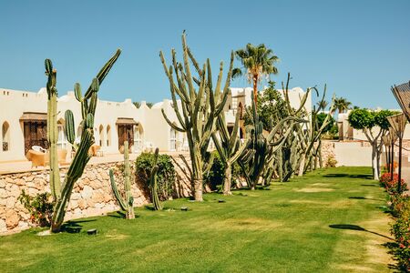 tropical plants in the hotel garden in egypt. landscape design with palm trees and cactiの写真素材
