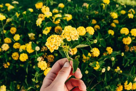 hand holding yellow exotic flowers on the green leaves backgroundの写真素材