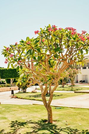 exotic tree with red flowers in the hotel gardenの写真素材