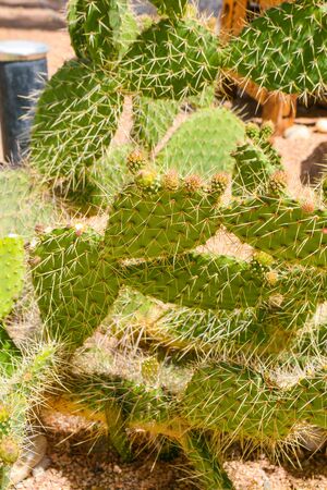 big cacti with spikes close up viewの写真素材