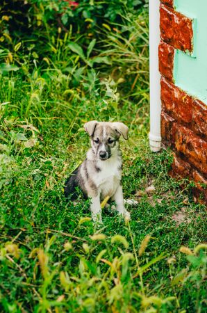 close up view of waiting dog on the street of countrysideの写真素材