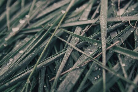 Close up of fresh thick grass with water drops in the early morning . phantom blue colorsの写真素材