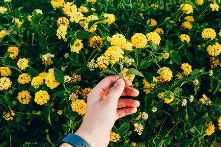 hand holding yellow exotic flowers on the green leaves backgroundの写真素材
