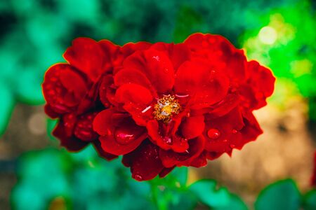 red rosses with rain drops outside close up viewの写真素材