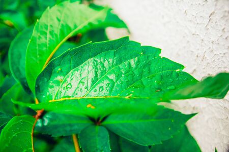 green leaves of a tree with raindrops. nature backgroundの写真素材