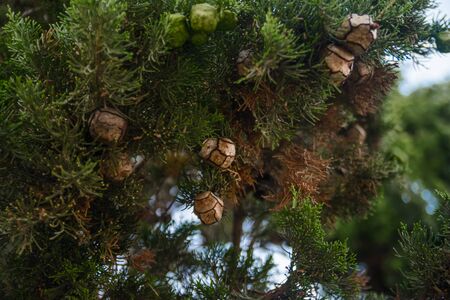 small young fir cones. forest smell concept