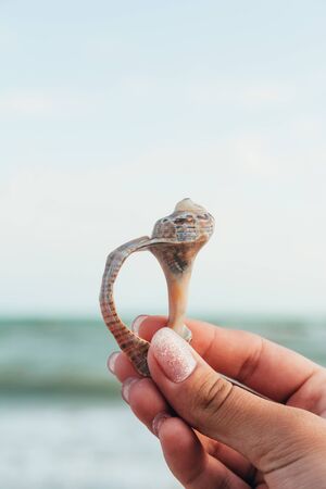 beautiful shell in the hand and sea on the background