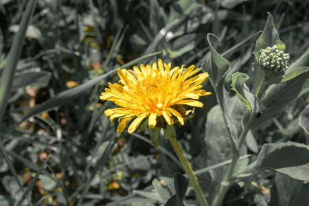 close up of yellow dandelion in the field. be different conceptの写真素材