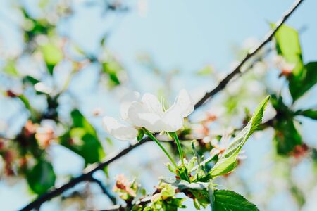Cherry blossom in full bloom. Cherry flowers in small clusters on a cherry tree branch, fading in to white.の写真素材