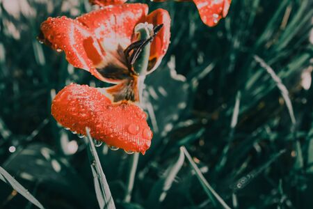 tulips . fresh spring flower with water drops and  blue grass .の写真素材