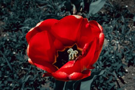 tulips . fresh spring flower with blue grass .の写真素材