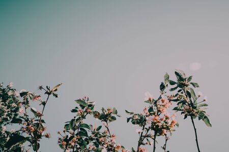 Cherry blossom in full bloom. Cherry flowers in small clusters on a cherry tree branch, fading in to white.の写真素材