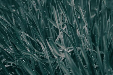 Close up of fresh thick grass with water drops in the early morning . phantom blue colorsの写真素材