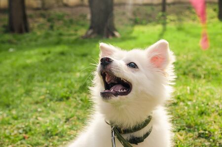 smiling dog looking up. dog walk concept . wait for playing .の写真素材