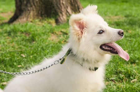 smiling dog looking straight. dog walk concept . wait for playing .の写真素材