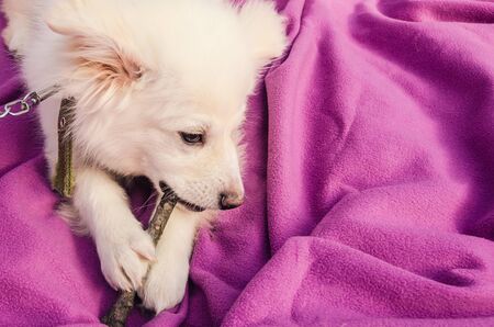white dog nibbles a dry stick fom a treeの写真素材