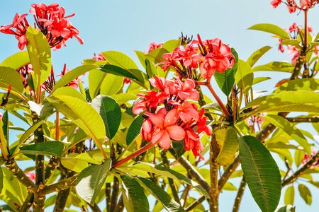 coral flowers blooming on the tree outside. colour of the year 2020の写真素材