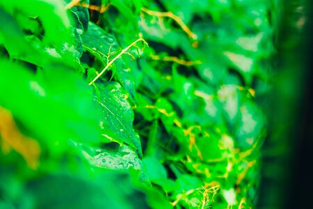 green leaves of a tree with raindrops. nature backgroundの写真素材