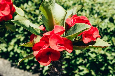 red flowers blooming in Egypt hotel garden. exotic plants landscape